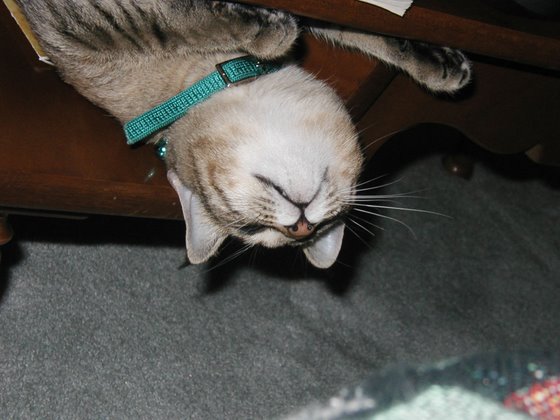 stoopid_cat-10